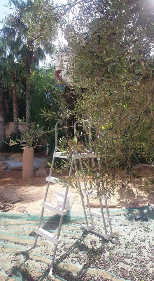 Maison D'Hotes Dar Salma Σφαξ Εξωτερικό φωτογραφία